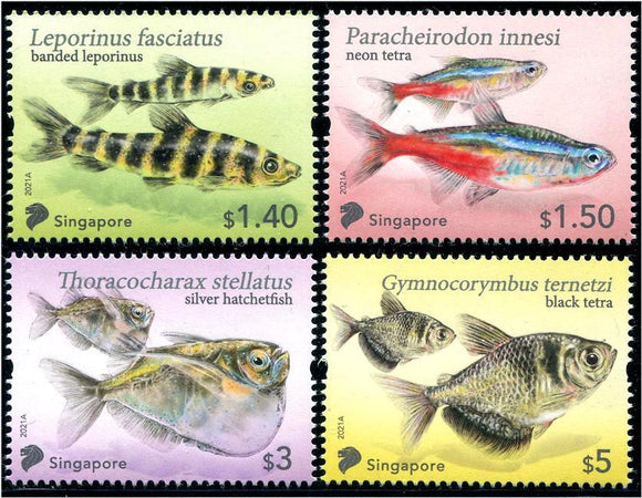 SING2021-05 Singapore Tetra Fish (4)