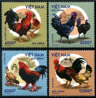 VIET2022-03 Roosters & Chickens (4)